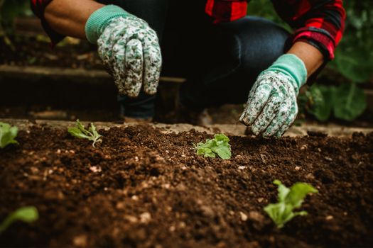 Kleine moestuin op balkon in Boxmeer met kruiden, tomaten en plantenbakken